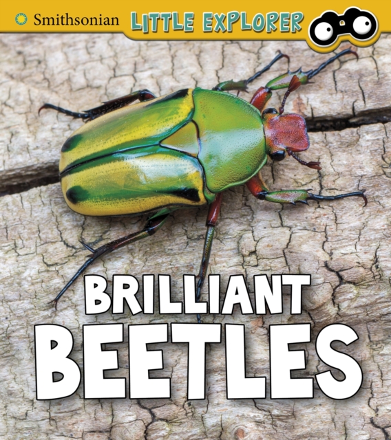 Brilliant Beetles, Paperback / softback Book