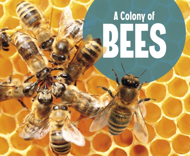 A Colony of Bees, Paperback / softback Book
