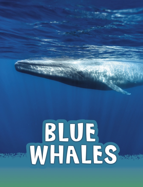 Blue Whales, Hardback Book