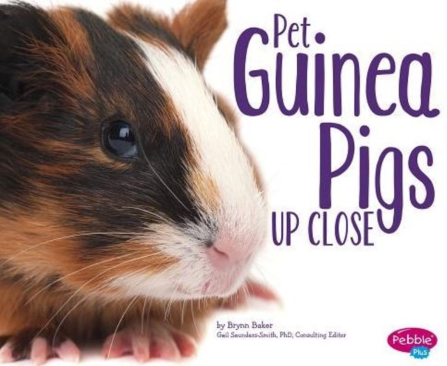 Pet Guinea Pigs Up Close, Paperback / softback Book