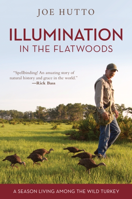 Illumination in the Flatwoods : A Season Living Among the Wild Turkey, Paperback / softback Book