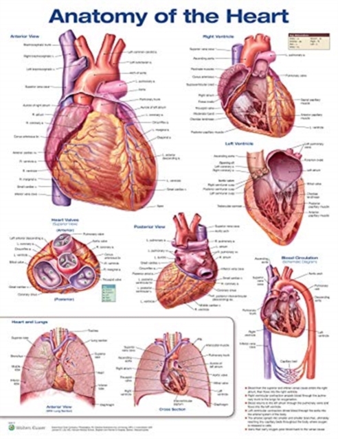 Anatomy of the Heart, Poster Book