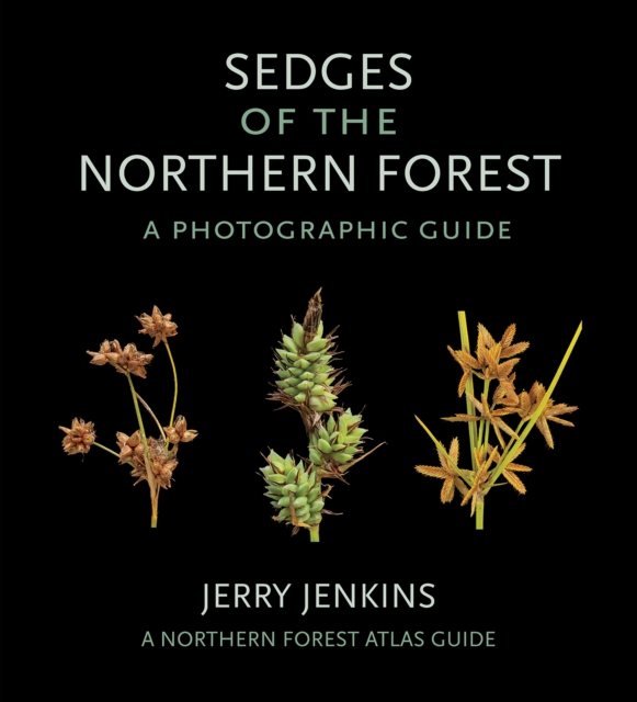 Sedges of the Northern Forest : A Photographic Guide, Paperback / softback Book