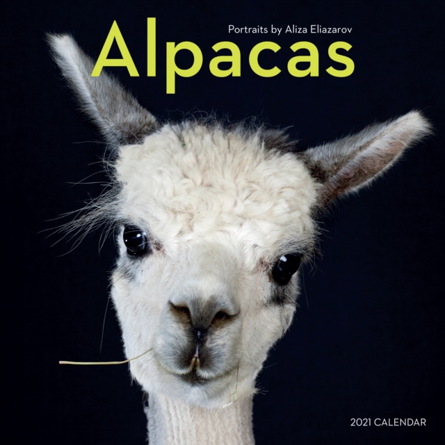 2021 Alpacas Wall Calendar, Calendar Book
