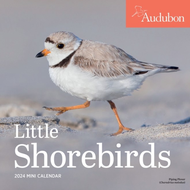 Audubon Little Shorebirds Mini Wall Calendar 2024 : A Tribute to the Diversity of Shorebirds and the Fragile Ecosystems they Inhabit, Calendar Book
