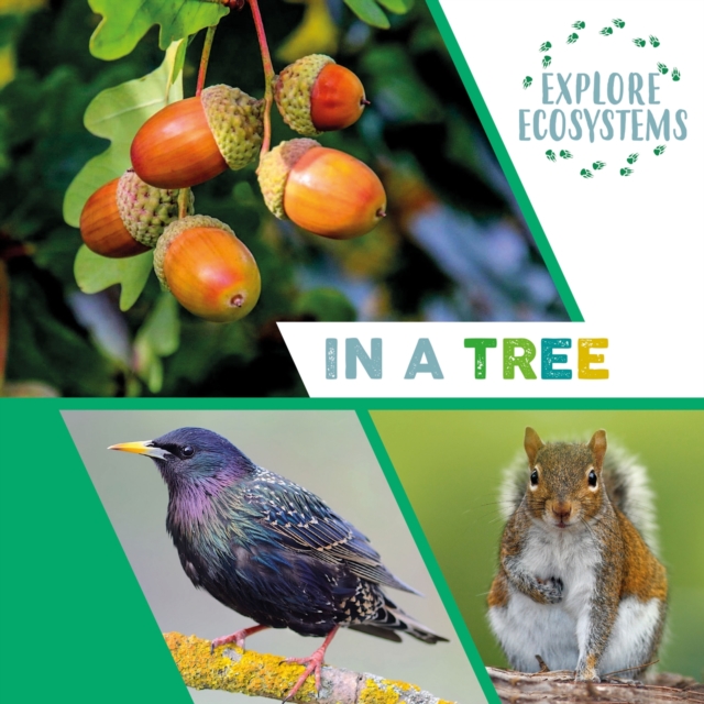 Explore Ecosystems: In a Tree, Paperback / softback Book