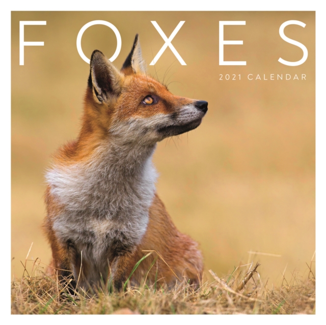 Foxes Square Wall Calendar 2021, Paperback Book