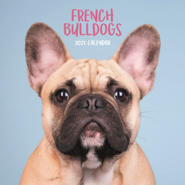 French Bulldogs Mini Square Wall Calendar 2021, Paperback Book