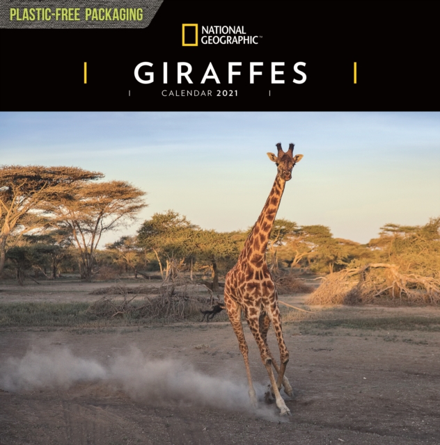 Giraffes National Geographic Square Wall Calendar 2021, Paperback Book
