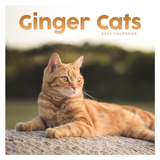 Ginger Cats Square Wall Calendar 2022, Calendar Book