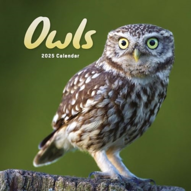 Owls Square Mini Calendar 2025, Paperback Book