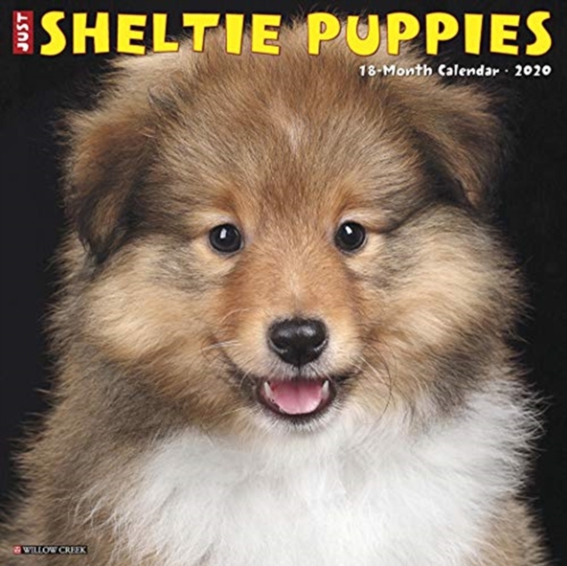 Just Sheltie Puppies 2020 Wall Calendar (Dog Breed Calendar), Calendar Book
