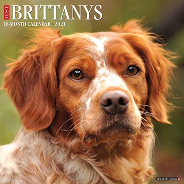 Just Brittanys 2021 Wall Calendar (Dog Breed Calendar), Calendar Book