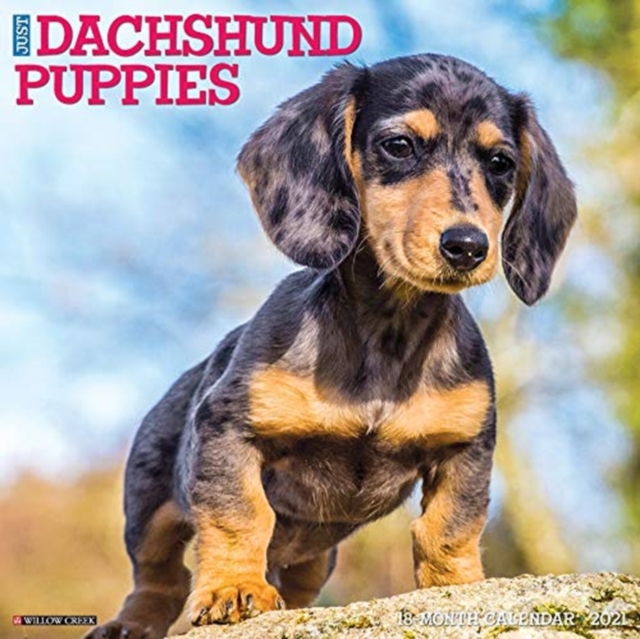 Just Dachshund Puppies 2021 Wall Calendar (Dog Breed Calendar), Calendar Book