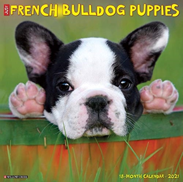 Just French Bulldog Puppies 2021 Wall Calendar (Dog Breed Calendar), Calendar Book
