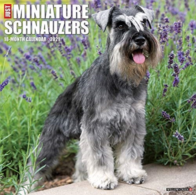 Just Miniature Schnauzers 2021 Wall Calendar (Dog Breed Calendar), Calendar Book