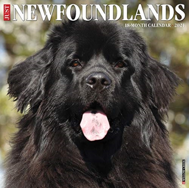 Just Newfoundlands 2021 Wall Calendar (Dog Breed Calendar), Calendar Book