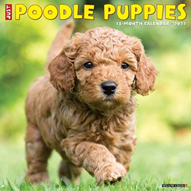 Just Poodle Puppies 2021 Wall Calendar (Dog Breed Calendar), Calendar Book