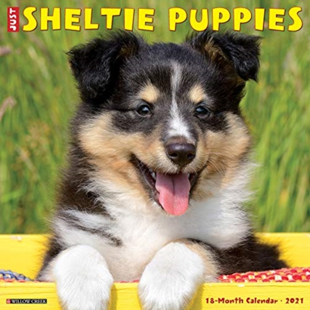 Just Sheltie Puppies 2021 Wall Calendar (Dog Breed Calendar), Calendar Book