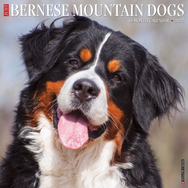 Just Bernese Mountain Dog 2022 Wall Calendar (Dog Breed), Calendar Book