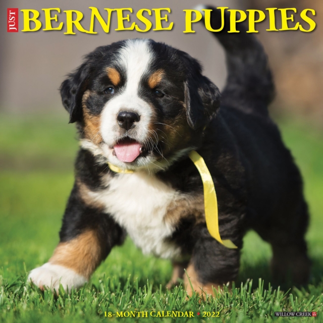 Just Bernese Mountain Puppies 2022 Wall Calendar (Dog Breed), Calendar Book