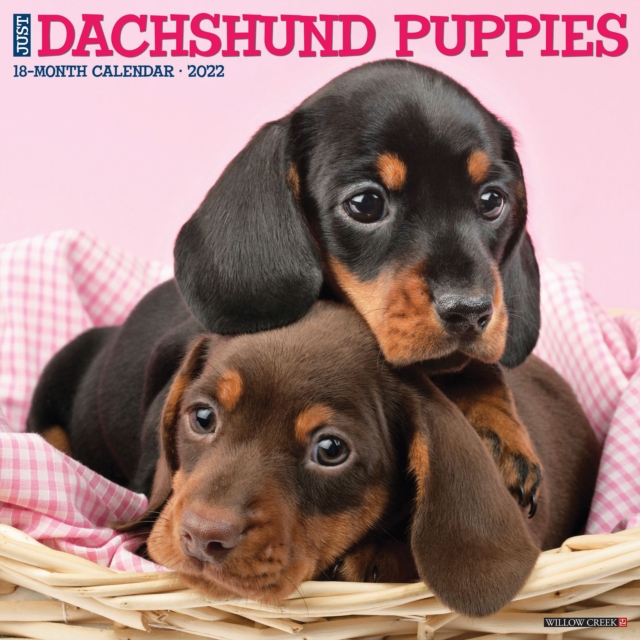 Just Dachshund Puppies 2022 Wall Calendar (Dog Breed), Calendar Book