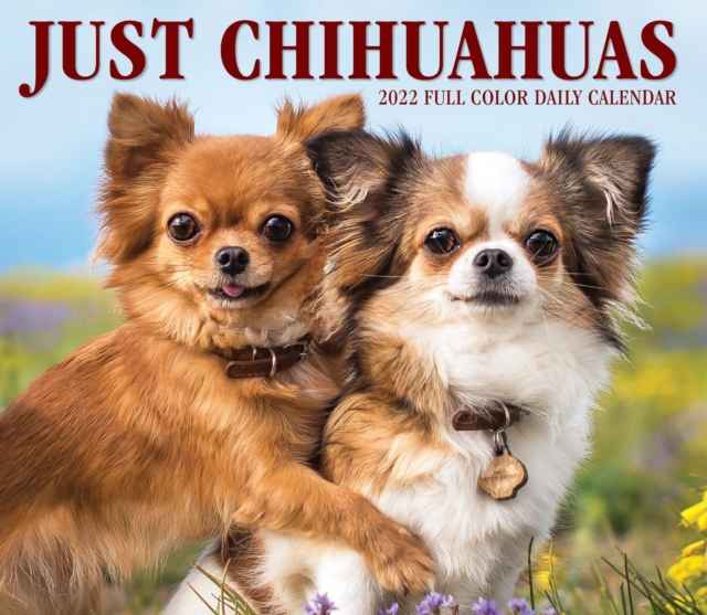 Chihuahuas 2022 Box Calendar - Dog Breed Daily Desktop Calendar, Calendar Book