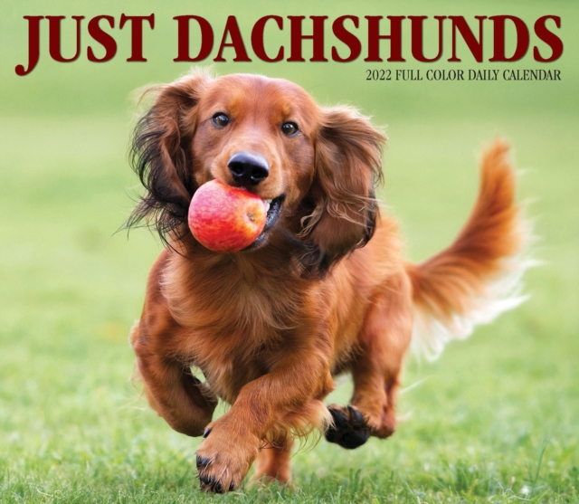 Dachshunds 2022 Box Calendar - Dog Breed Daily Desktop, Calendar Book