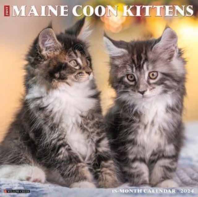 Just Maine Coon Kittens 2024 12 X 12 Wall Calendar, Calendar Book