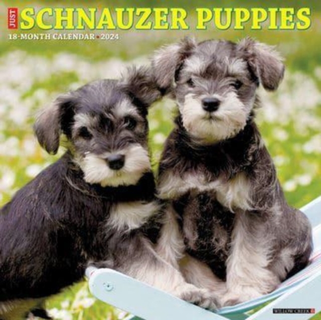 Just Schnauzer Puppies 2024 12 X 12 Wall Calendar, Calendar Book