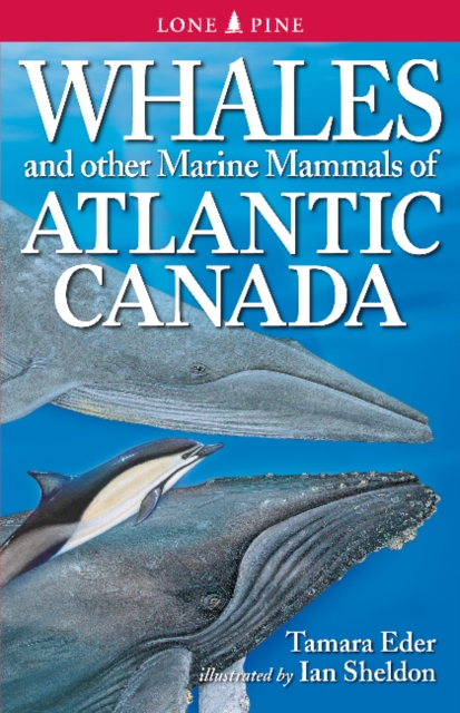 Whales and Other Marine Mammals of Atlantic Canada, Paperback / softback Book