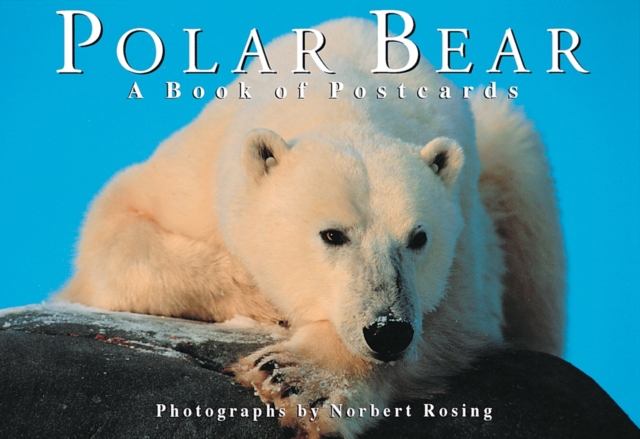 Polar Bear : A Book of Postcards, Postcard book or pack Book