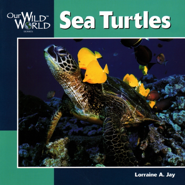 Sea Turtles, Paperback / softback Book