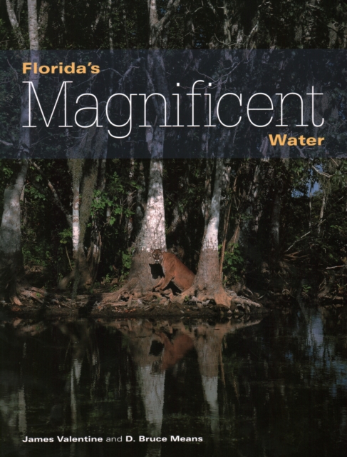 Florida's Magnificent Water, Paperback / softback Book