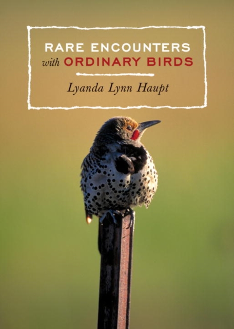 Rare Encounters with Ordinary Birds, EPUB eBook