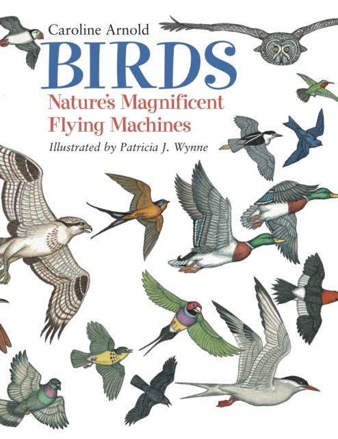 Birds : Nature's Magnificent Flying Machines, Paperback / softback Book