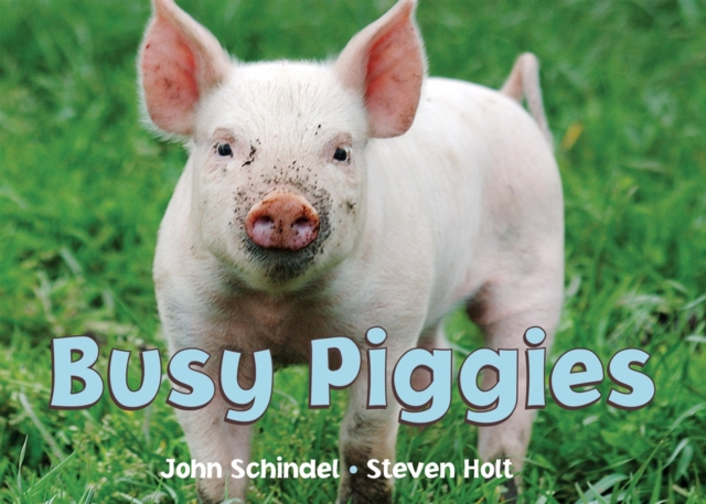 Busy Piggies, Board book Book