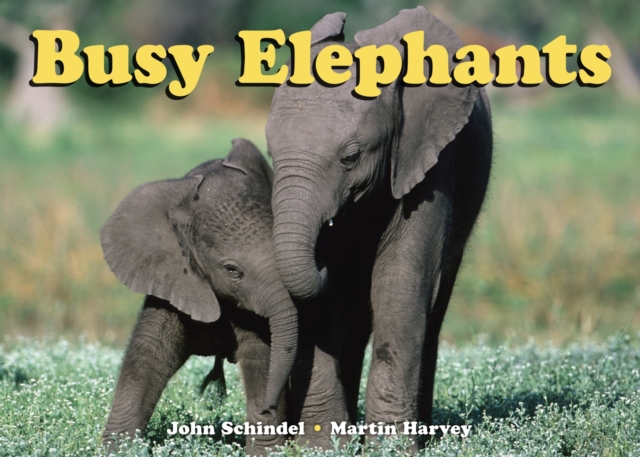 Busy Elephants, Board book Book