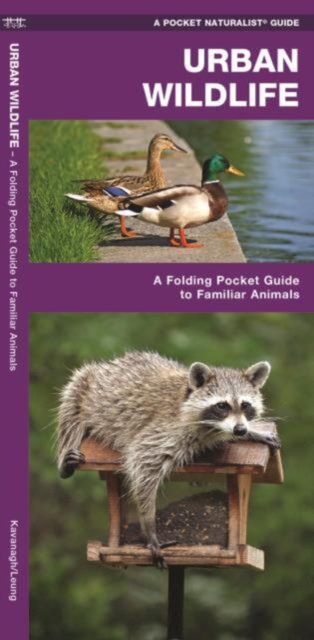 Urban Wildlife : A Folding Pocket Guide to Familiar Species, Pamphlet Book