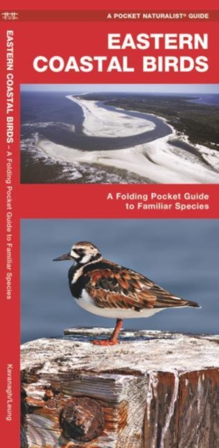 Eastern Coastal Birds : A Folding Pocket Guide to Familiar Species, Pamphlet Book