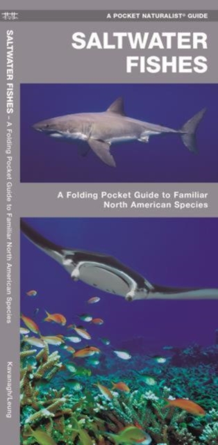 Saltwater Fishes : A Folding Pocket Guide to Familiar North American Species, Pamphlet Book
