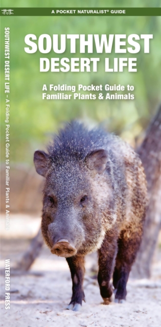Southwestern Desert Life : A Folding Pocket Guide to Familiar Plants & Animals, Pamphlet Book