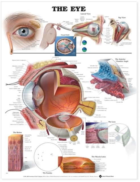 The Eye Anatomical Chart, Wallchart Book