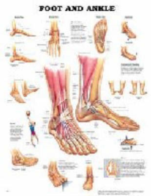 Foot and Ankle, Wallchart Book
