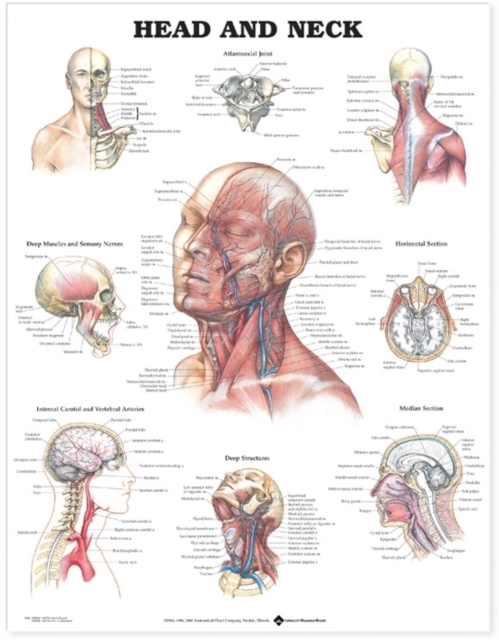 Head and Neck Anatomical Chart, Wallchart Book