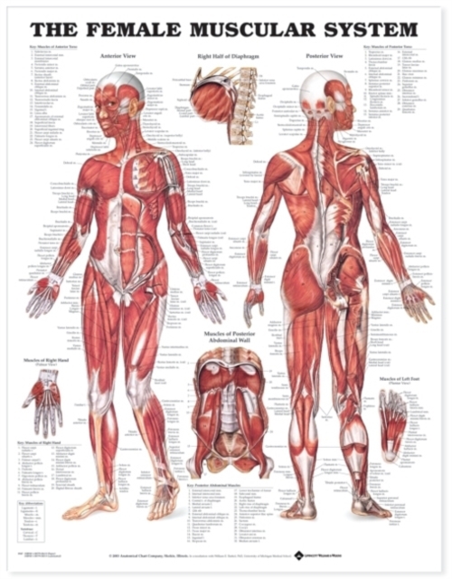 The Female Muscular System Anatomical Chart, Wallchart Book