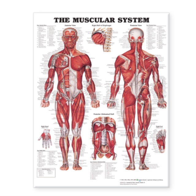 The Muscular System Giant Chart, Wallchart Book