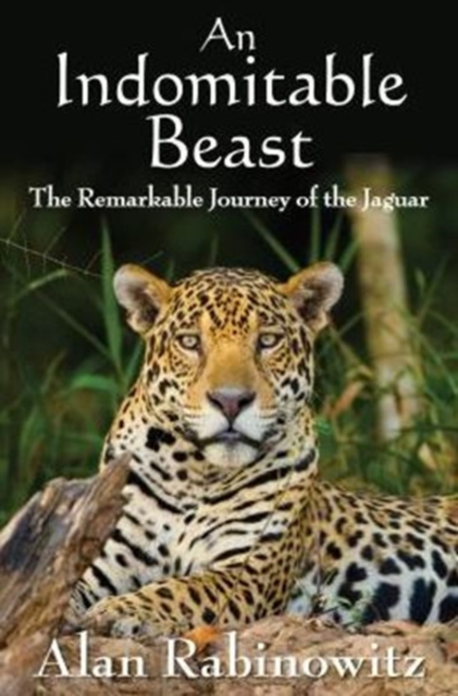 An Indomitable Beast : The Remarkable Journey of the Jaguar, Paperback / softback Book