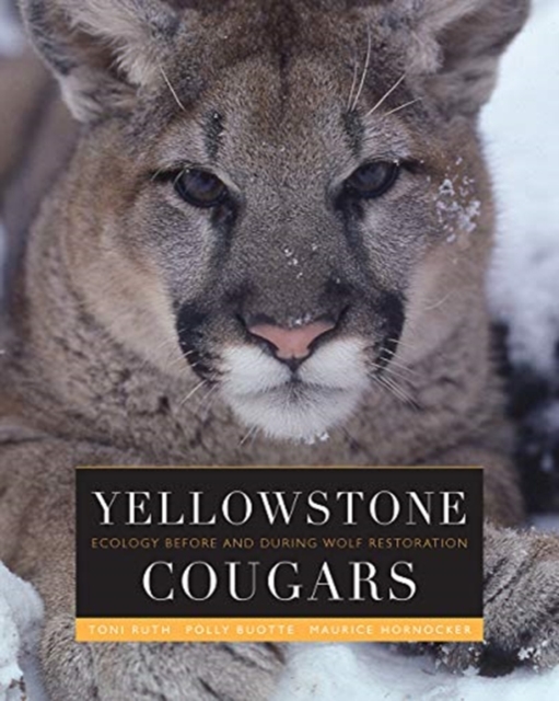 YELLOWSTONE COUGARS, Hardback Book