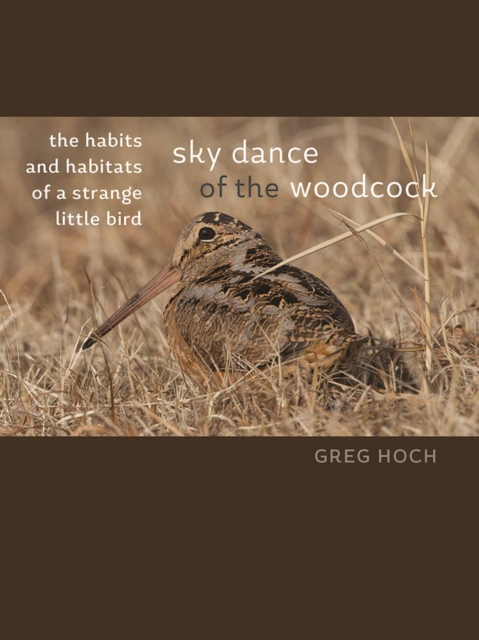 Sky Dance of the Woodcock : The Habits and Habitats of a Strange Little Bird, Paperback / softback Book